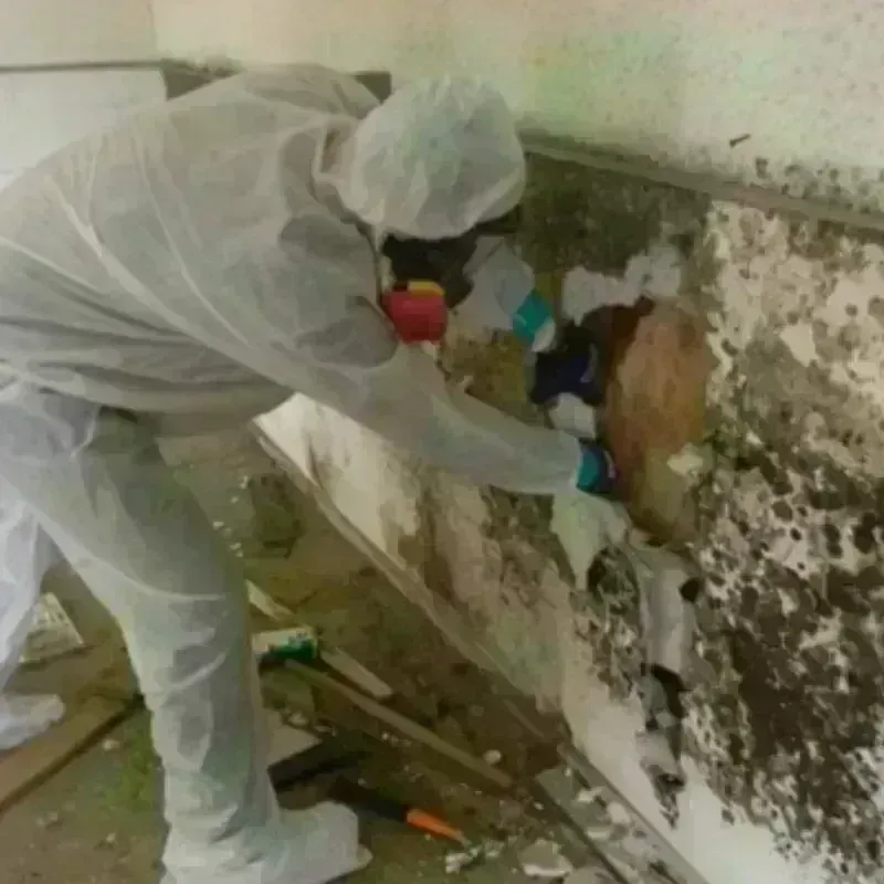 Mold Remediation and Removal in Chula Vista, CA